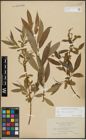 Foto von Salix alba L. x Salix fragilis L.